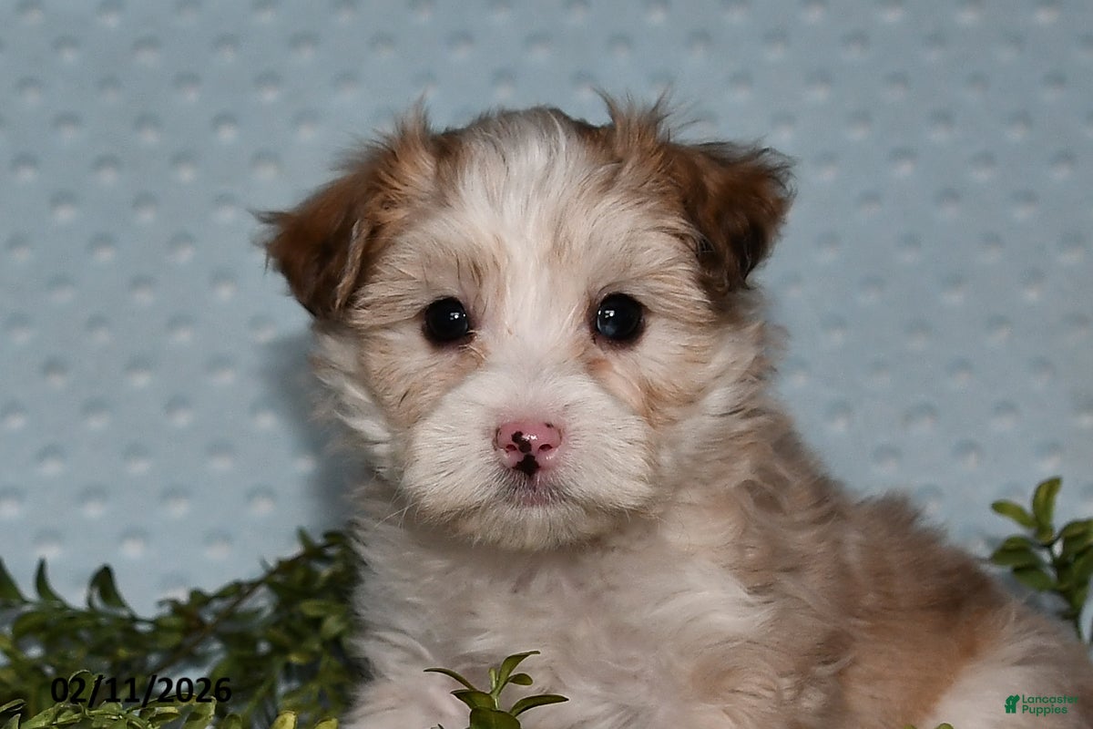 Havapoo dogs Echo - Ad 2