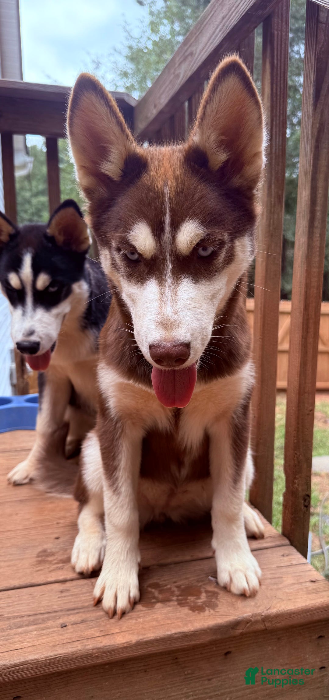 Siberian Husky dogs for sale: Apache - Ad 5