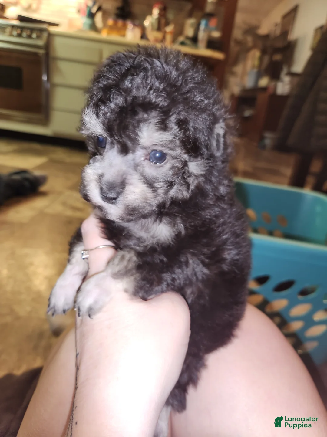 Havapoo dogs for sale: Havapoo Puppy 1 - Ad 4