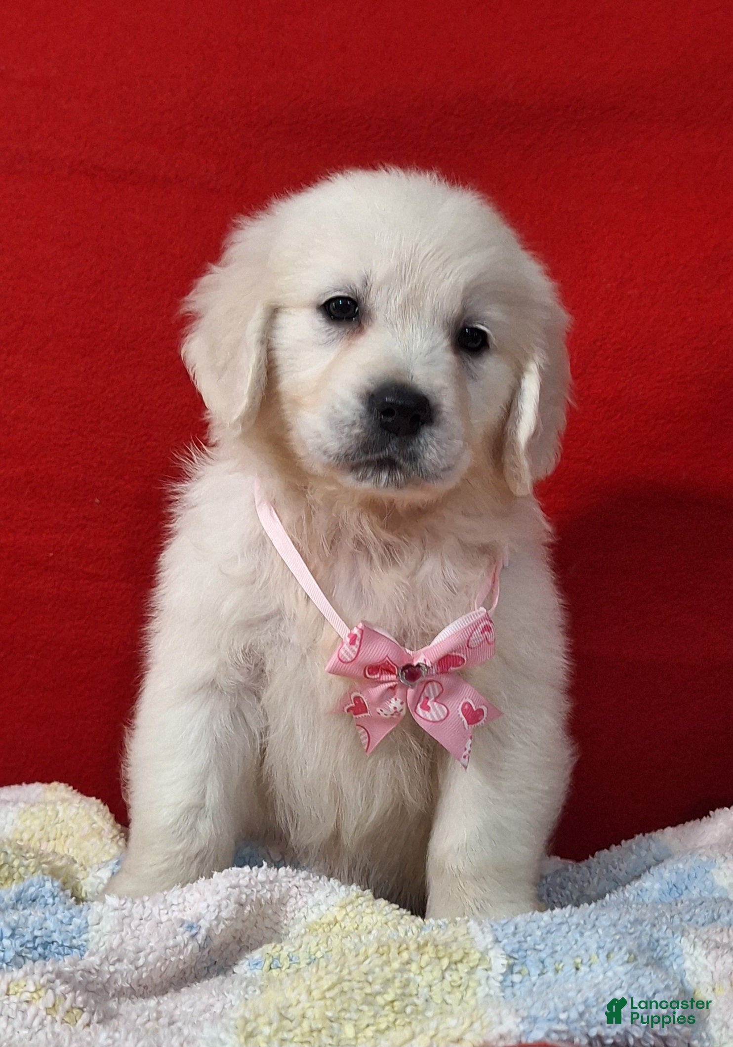 Golden Retriever dogs for sale: Bridget - Ad 3