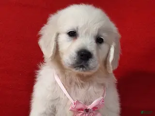 Golden Retriever dogs Bridget - Ad 35