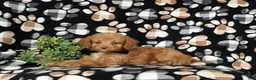 Cockapoo dogs for sale: Claude Hypoallergenic - Ad 4