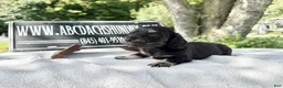 Miniature Dachshund dogs for sale: Russian cream points - Ad 7