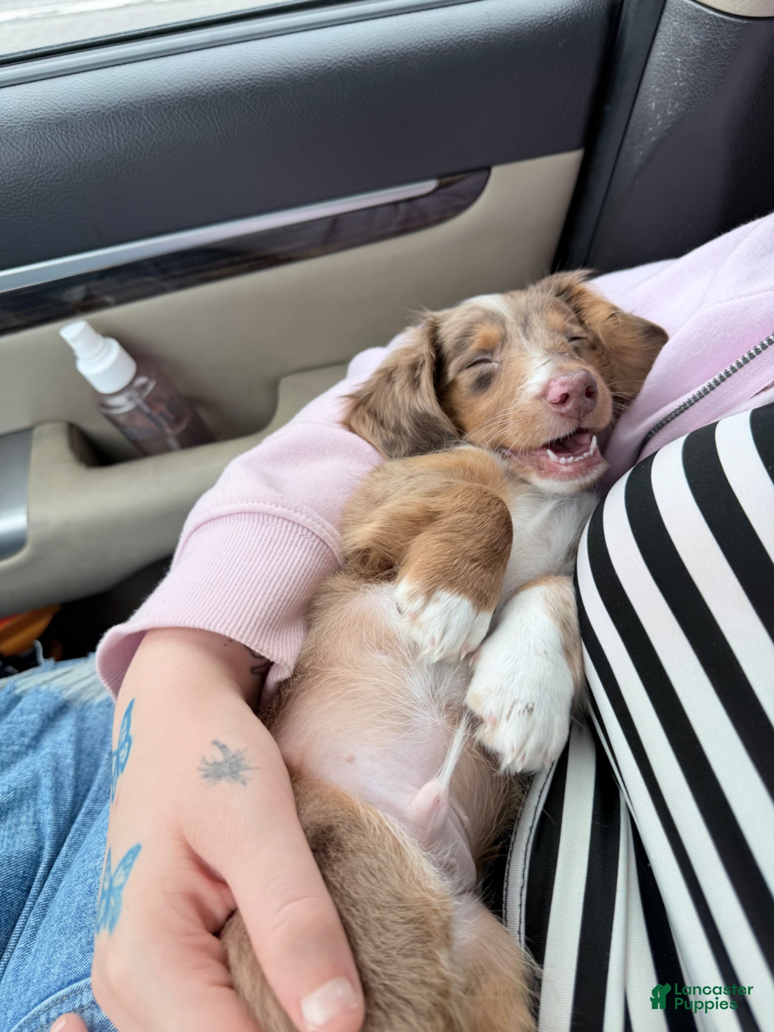 Miniature Dachshund dogs Miniature Dachshund Puppy 1 - Ad 1