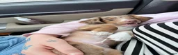 Miniature Dachshund dogs for sale: Miniature Dachshund Puppy 1 - Ad 1