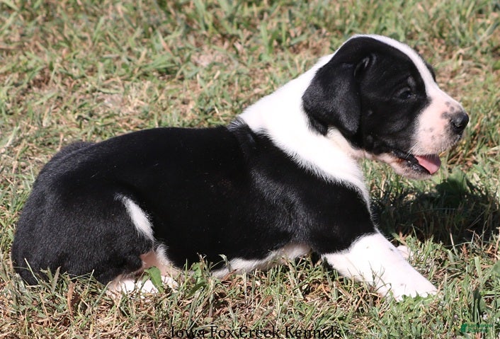 Great Dane dogs Great Dane 3 - Ad 2
