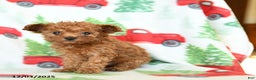 Toy Poodle dogs for sale: Vivian - Ad 2