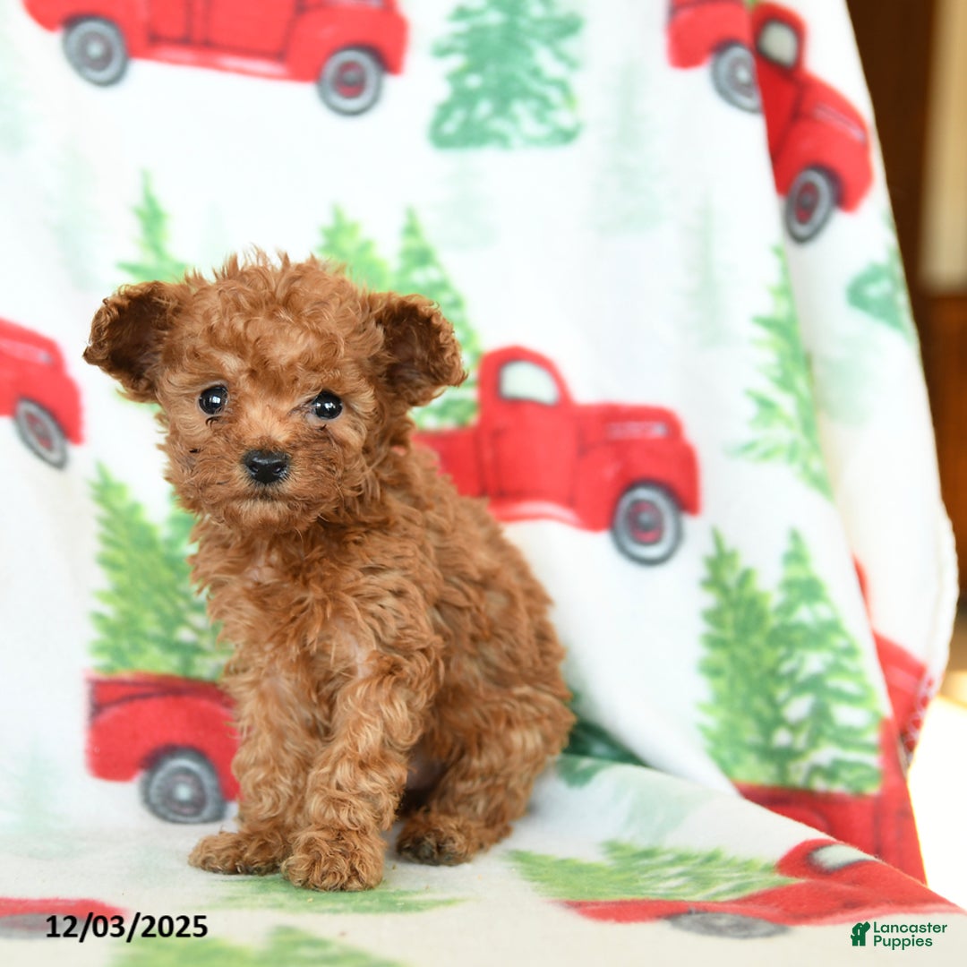 Toy Poodle dogs for sale: Vivian - Ad 2
