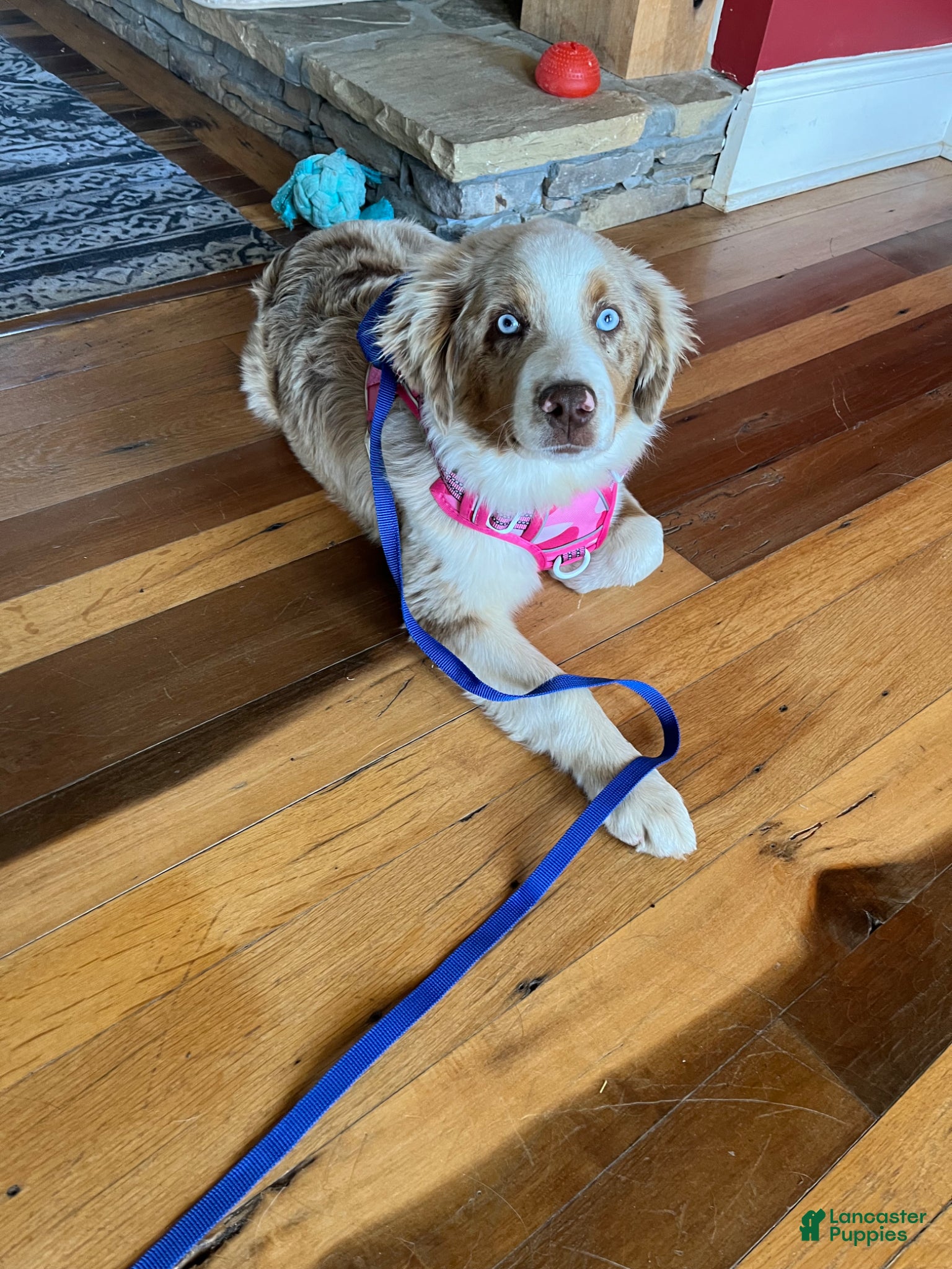 Mixed Breed dogs Honey  - Ad 2