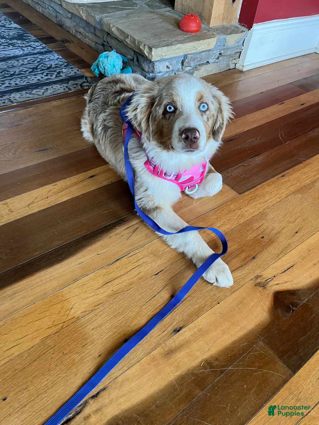 Mixed Breed dogs for sale: Honey  - Ad 2