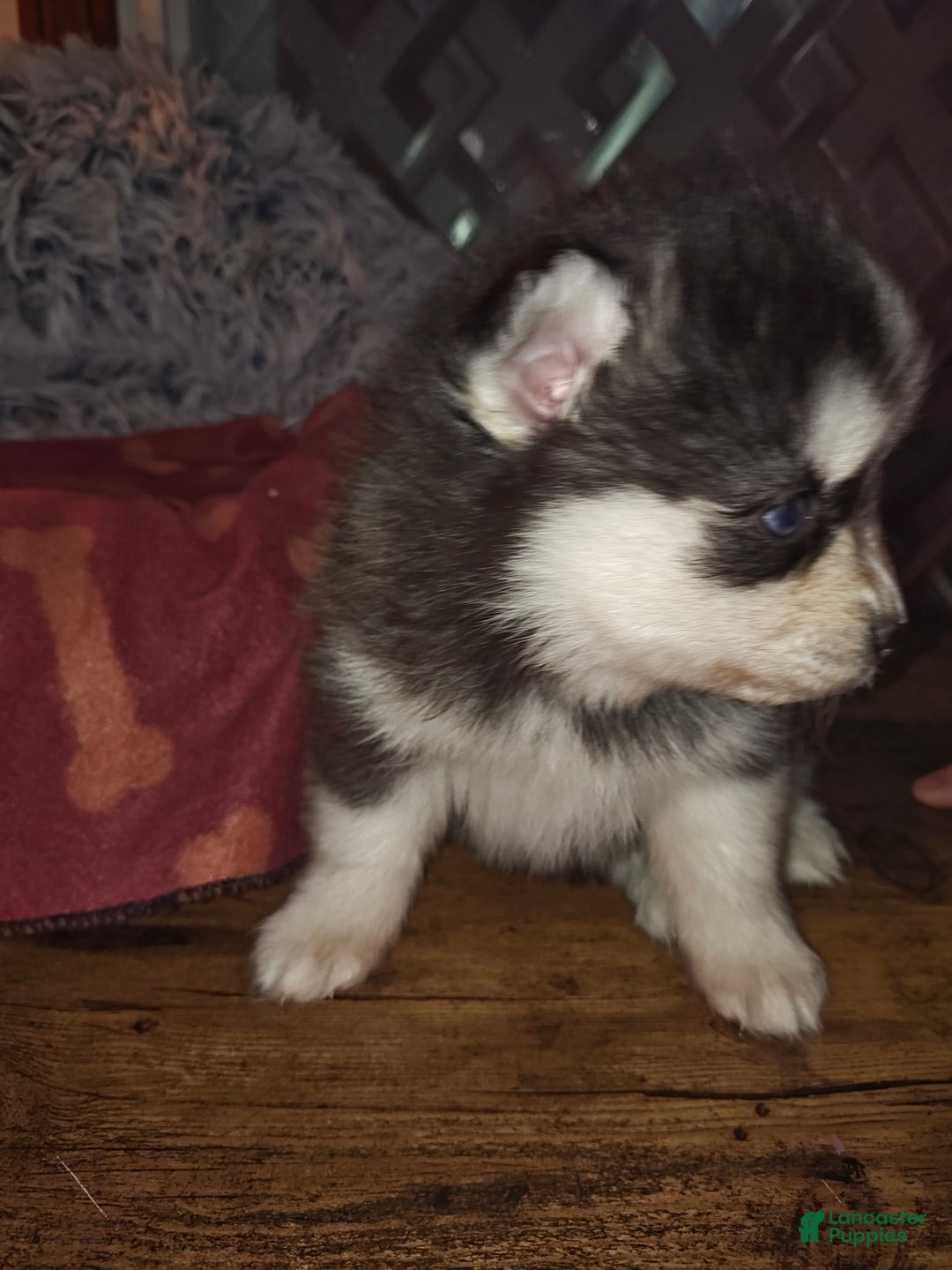 Pomsky dogs for sale: Pomsky Puppy 1 - Ad 3