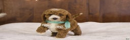 Goldendoodle dogs for sale: Ralphie - Ad 4