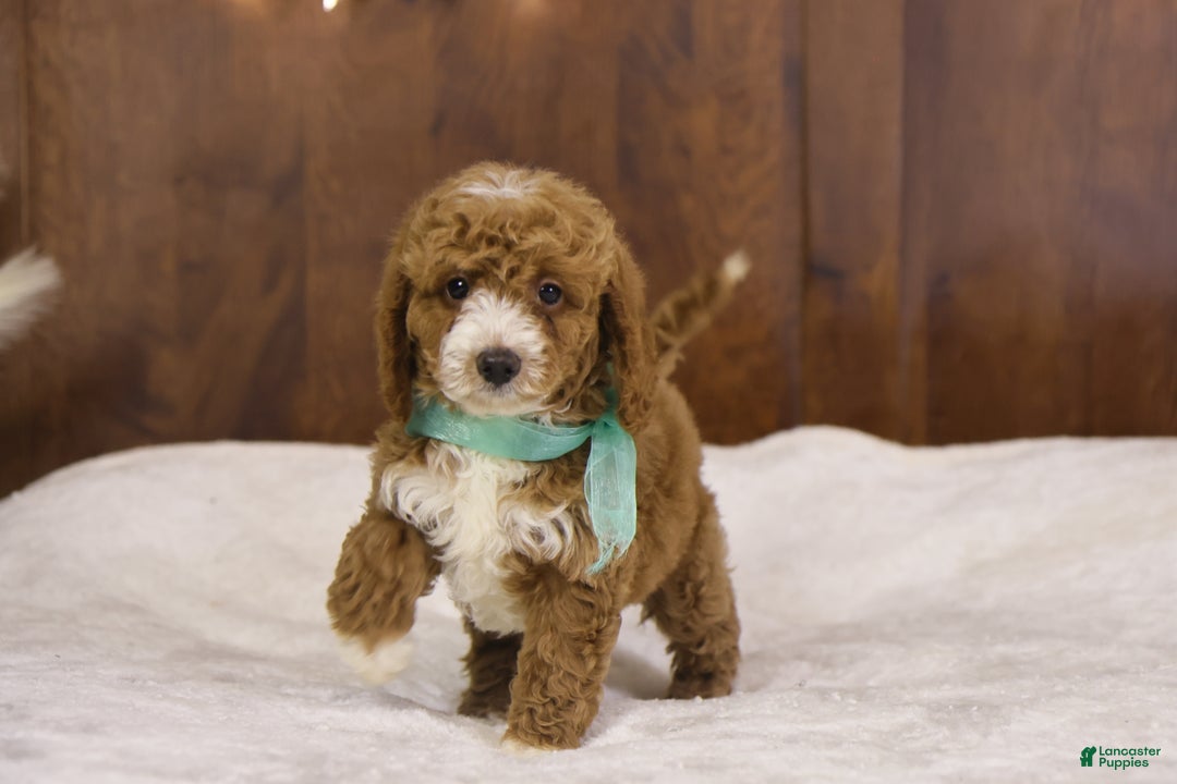 Goldendoodle dogs for sale: Ralphie - Ad 4