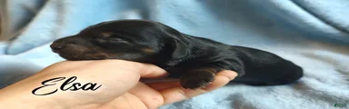 Miniature Dachshund 2