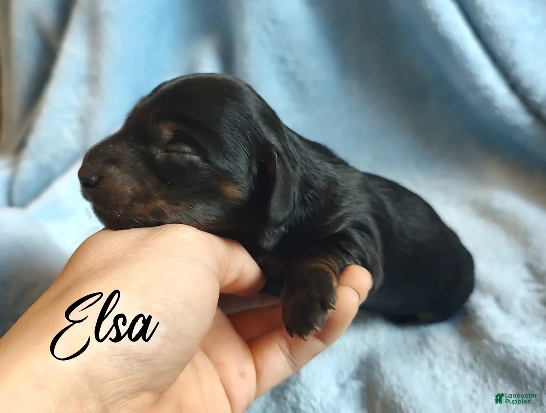 Miniature Dachshund dogs for sale: Miniature Dachshund 2 - Ad 1