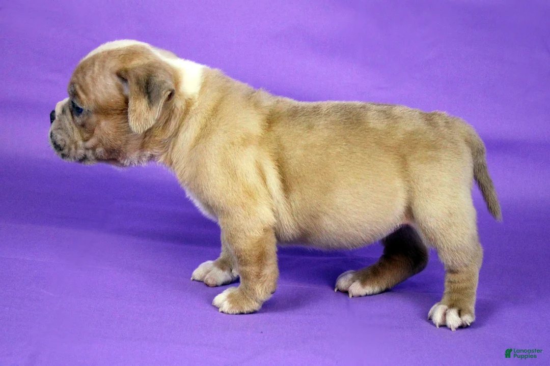 American Bully dogs for sale: Fawn Merle Female 2 - Ad 3