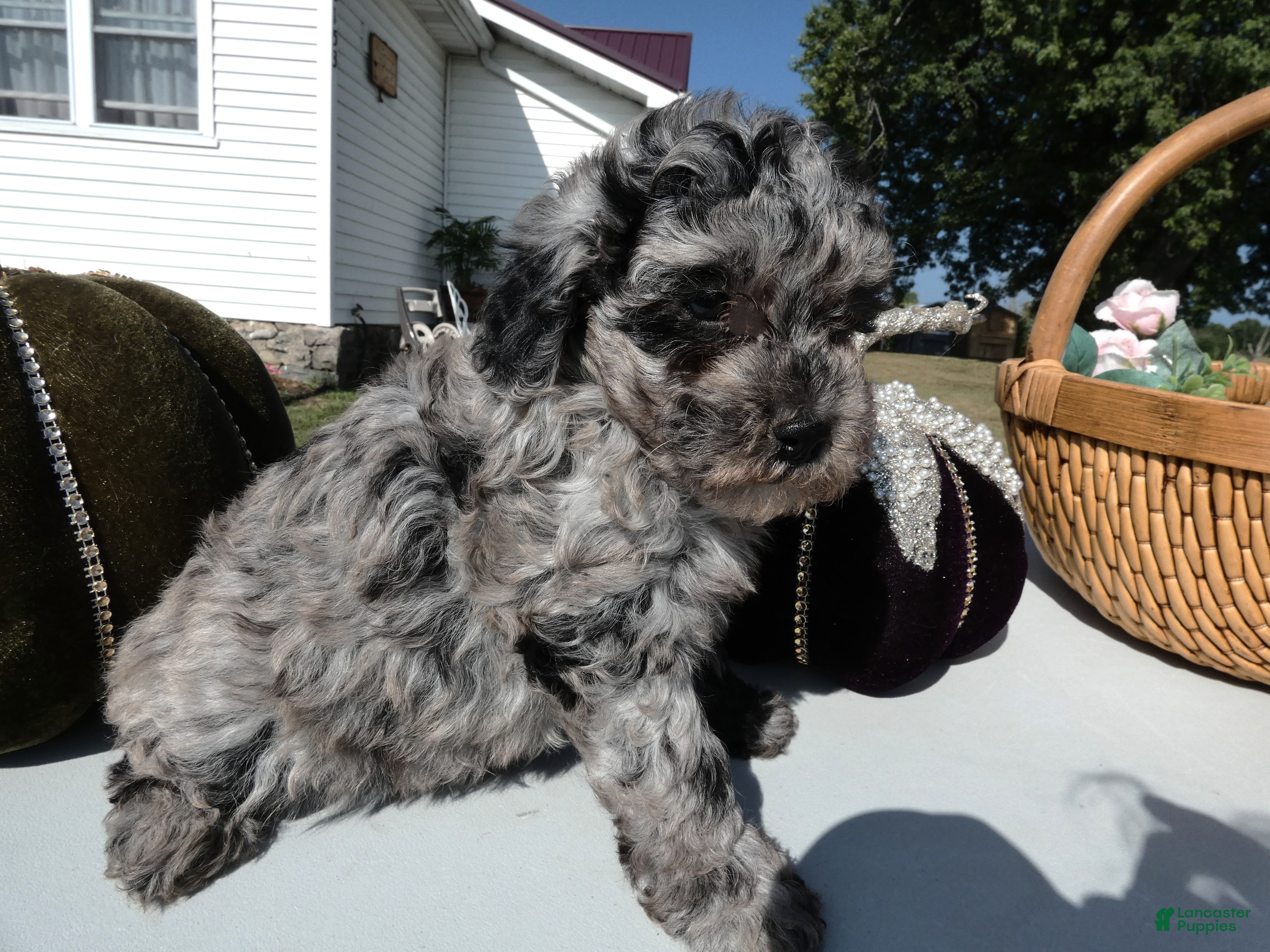 Toy Poodle dogs Toy Poodle 3 Latte - Ad 5
