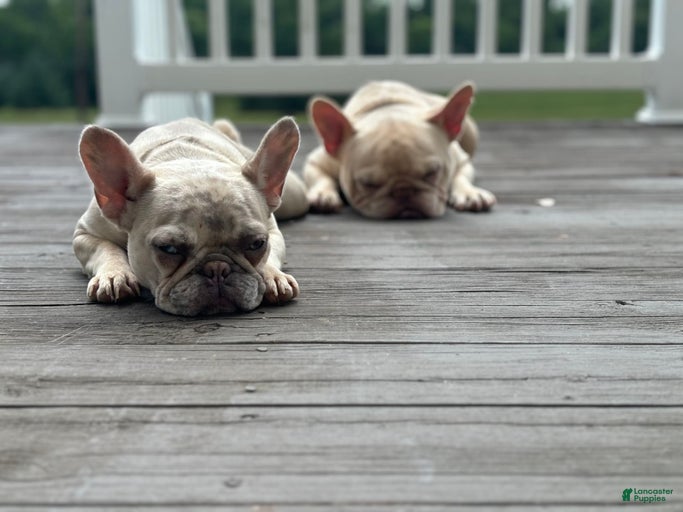 Gallery Image {{count}}