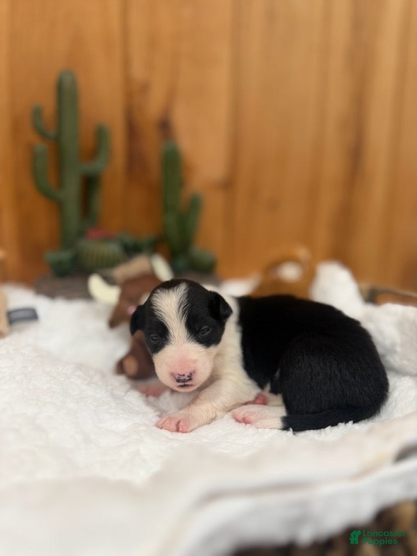 Border Collie dogs for sale: Girl 8 - Ad 4