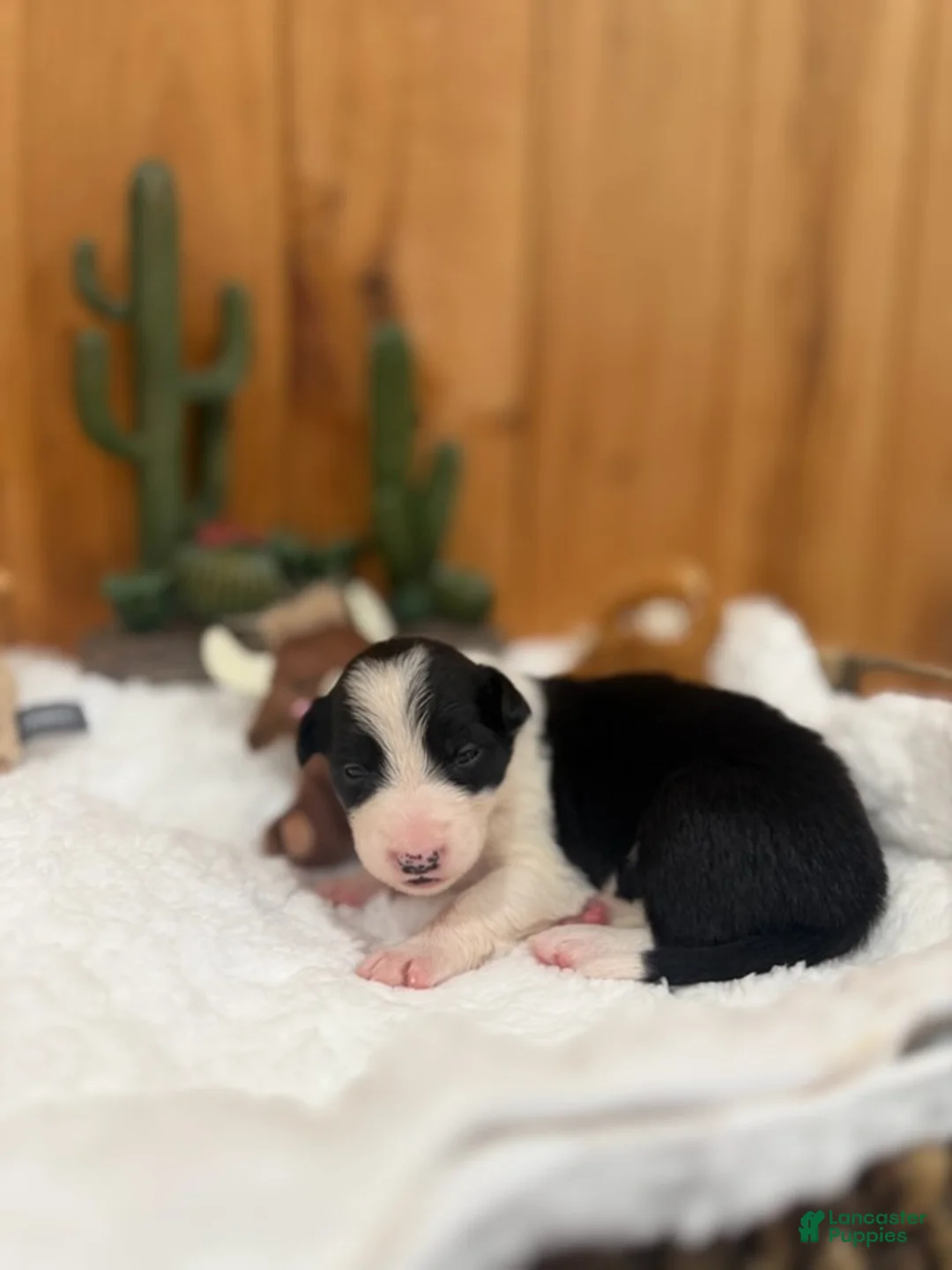 Border Collie dogs for sale: Girl 8 - Ad 1