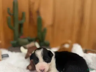 Border Collie dogs Girl 8 - Ad 1