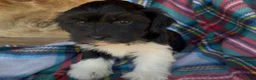 Havanese dogs for sale: Axel - Ad 4