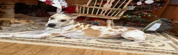 Great Dane dogs for sale: Zoey - Ad 2