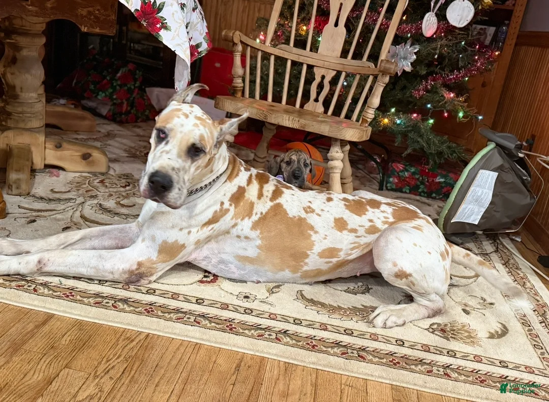 Great Dane dogs for sale: Zoey - Ad 2