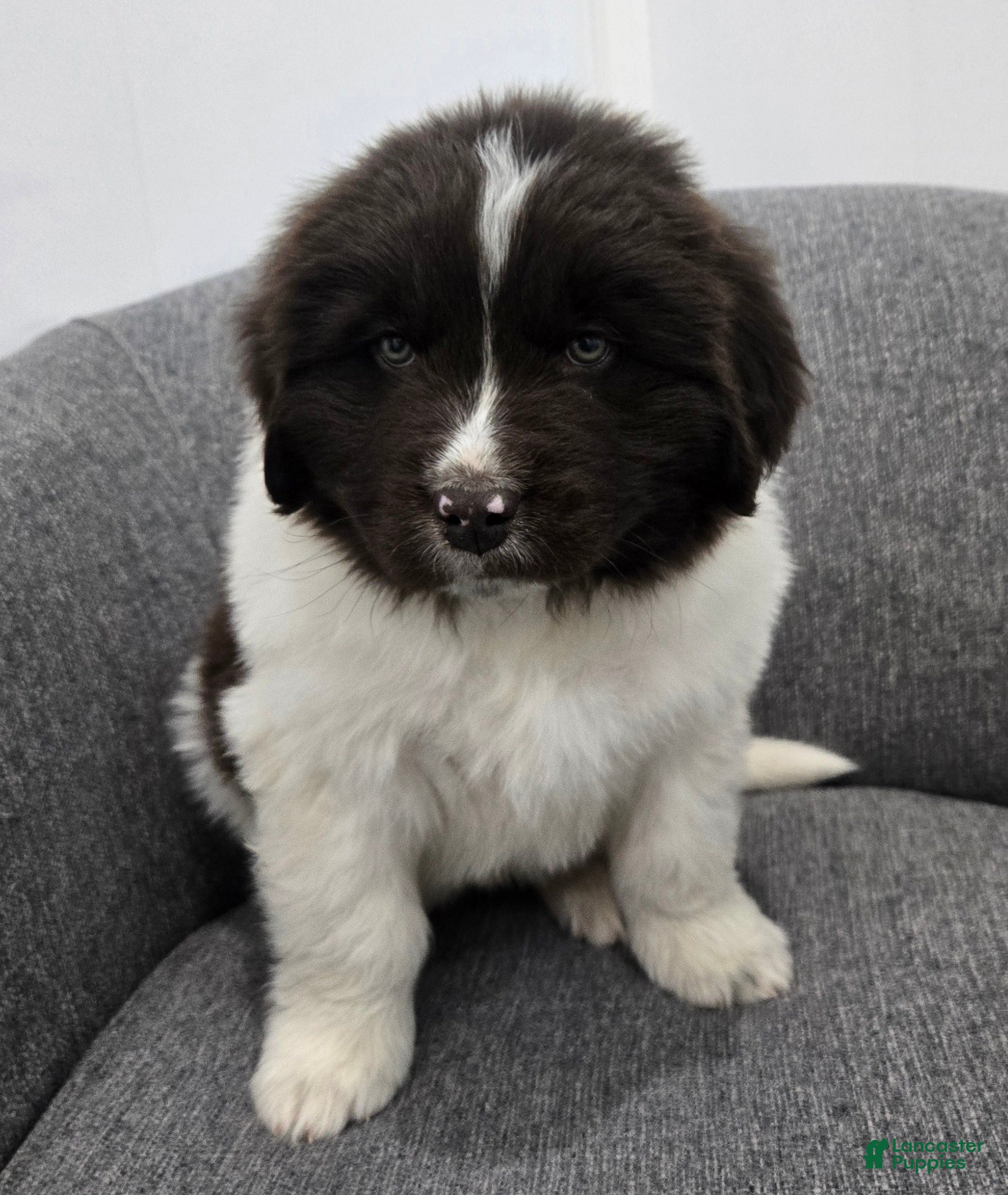 Newfoundland dogs Barney  - Ad 17