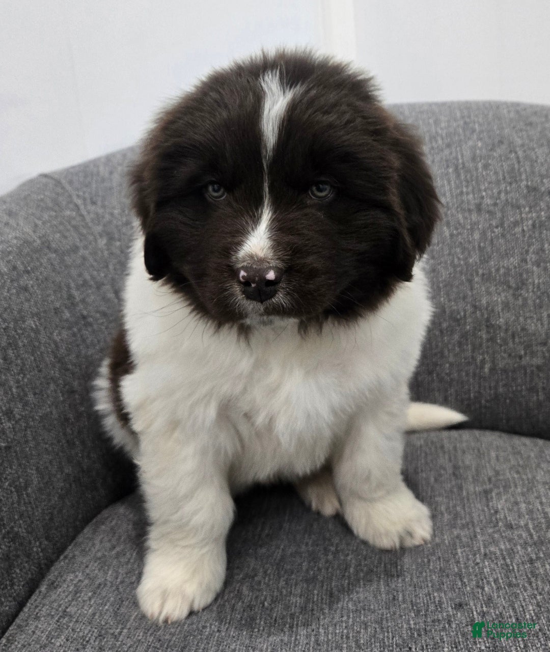 Newfoundland dogs for sale: Barney  - Ad 1