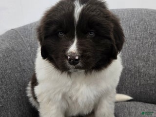 Newfoundland dogs Barney - Ad 29