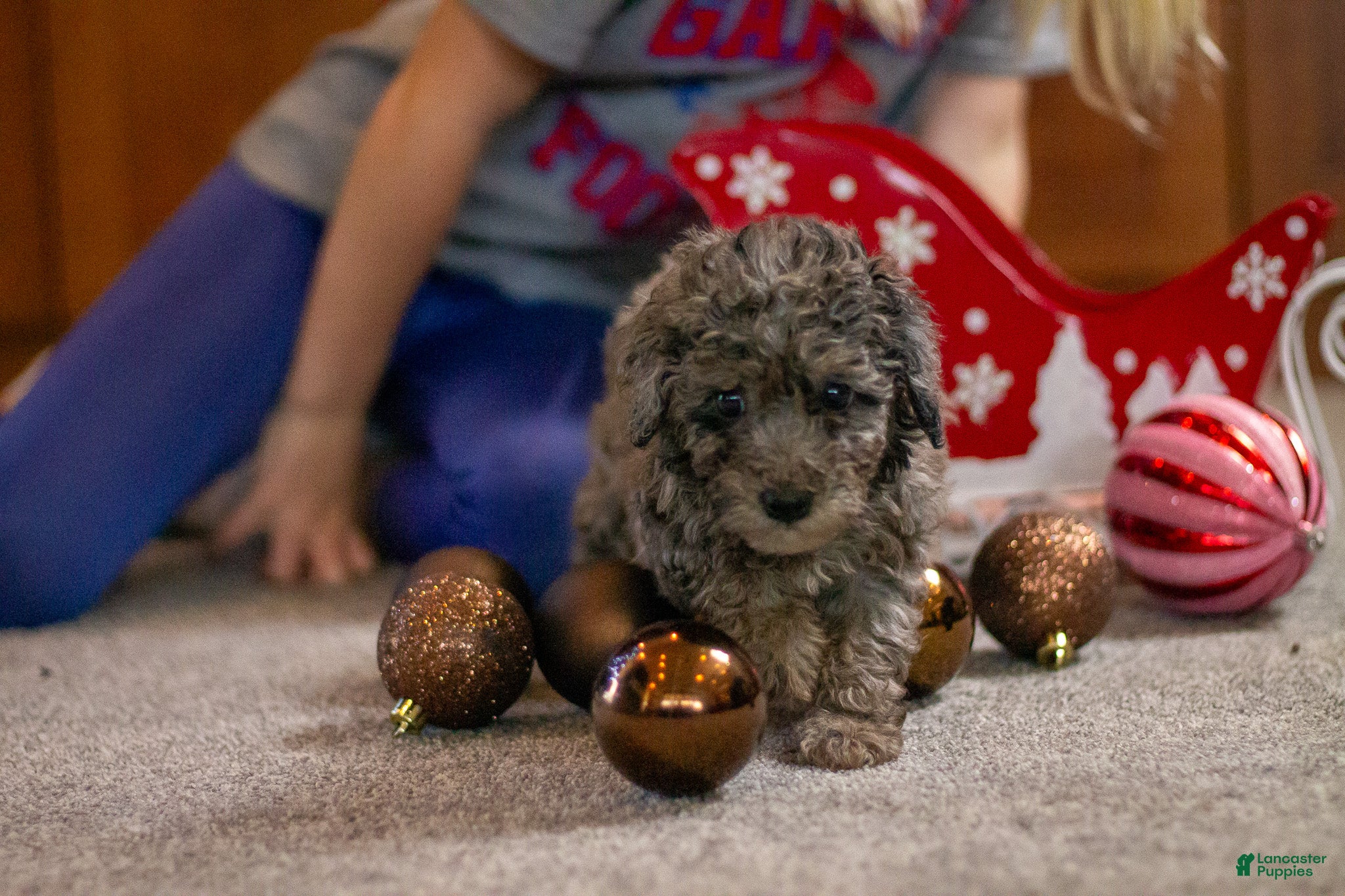 Bichpoo dogs Angel - Ad 17