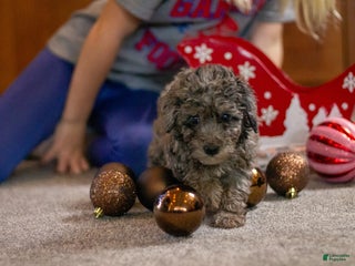 Bichpoo dogs Angel - Ad 17