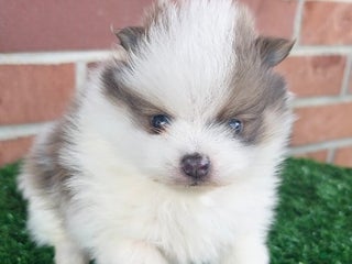 Pomeranian dogs Pomeranian Puppy 1 - Ad 4