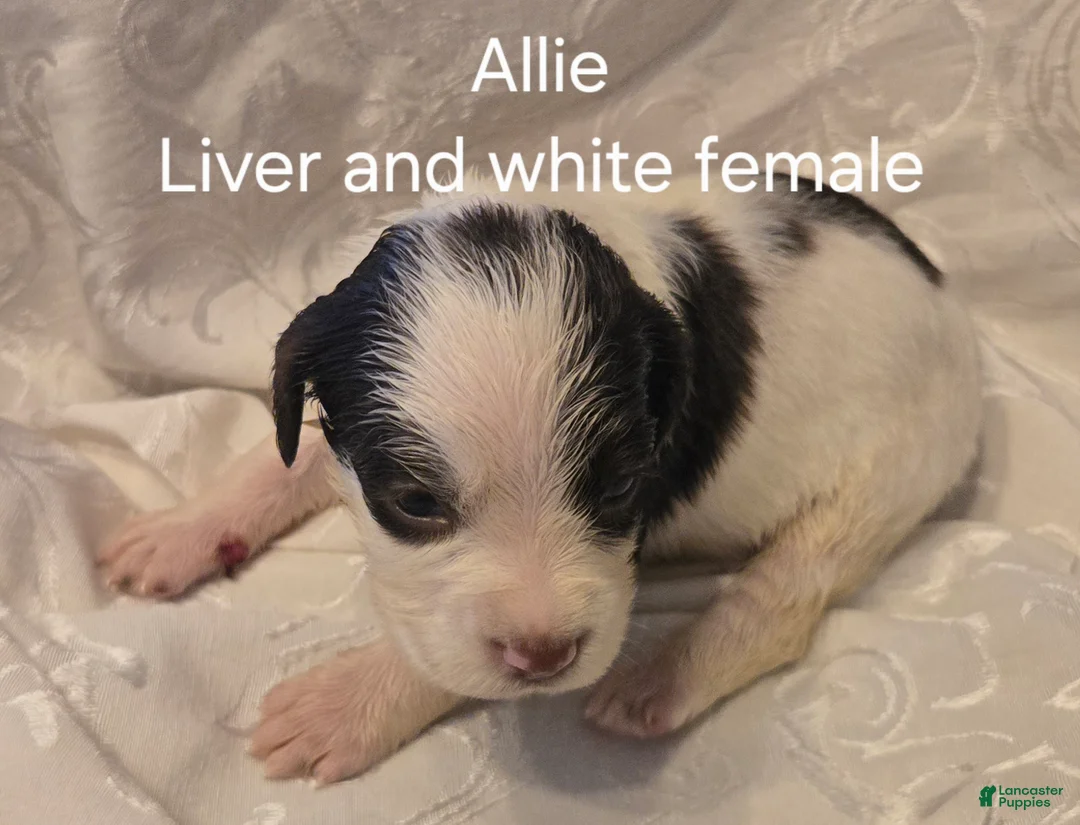English Springer Spaniel dogs for sale: English Springer Spaniel Puppy 6 - Ad 1