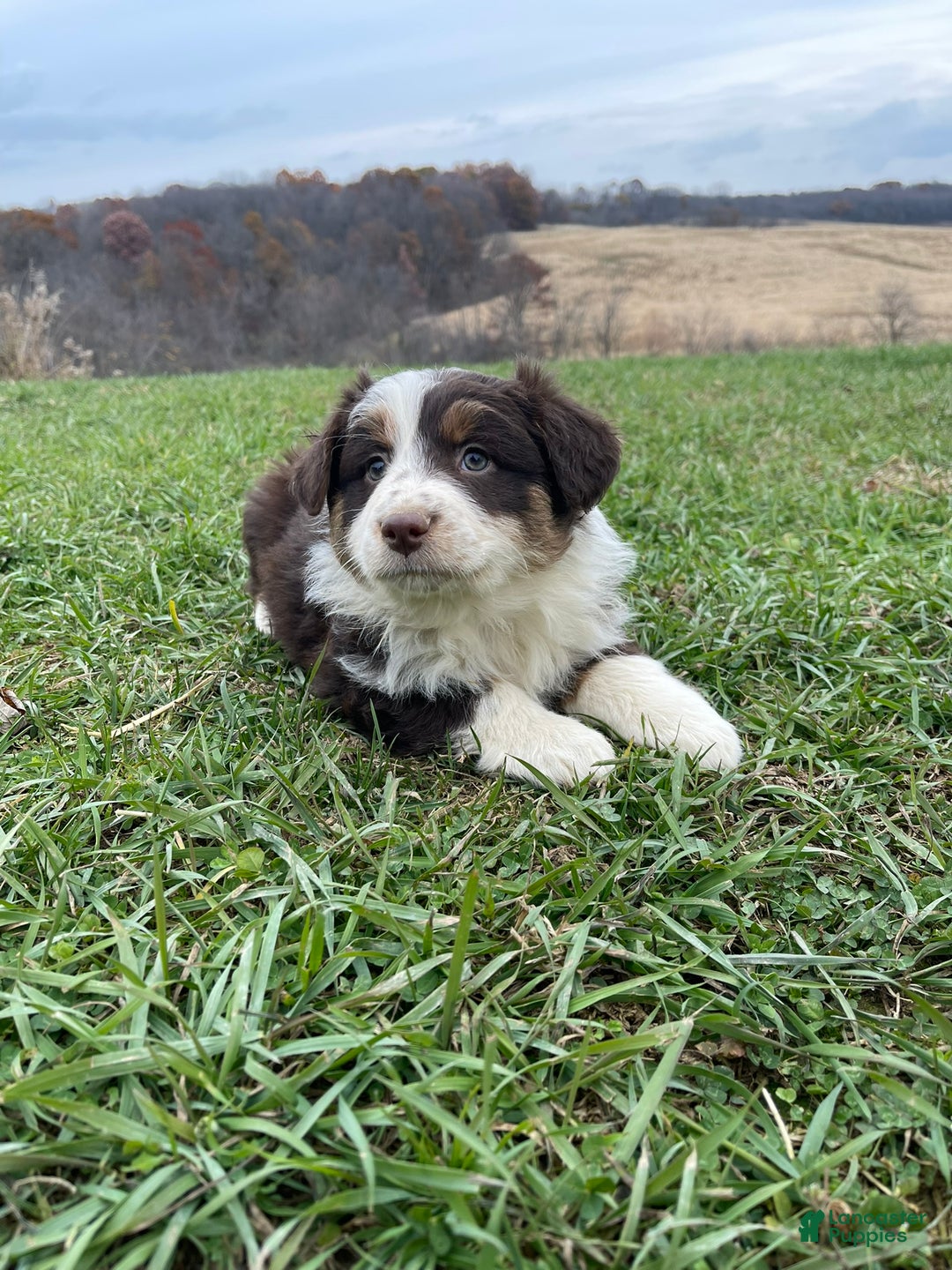 Australian Shepherd dogs for sale: Callie - Ad 1