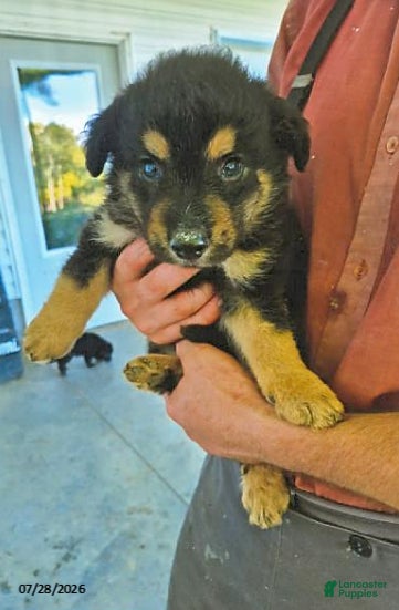 English Shepherd dogs for sale: Buster - Ad 3