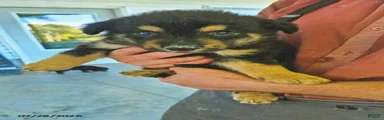 Buster