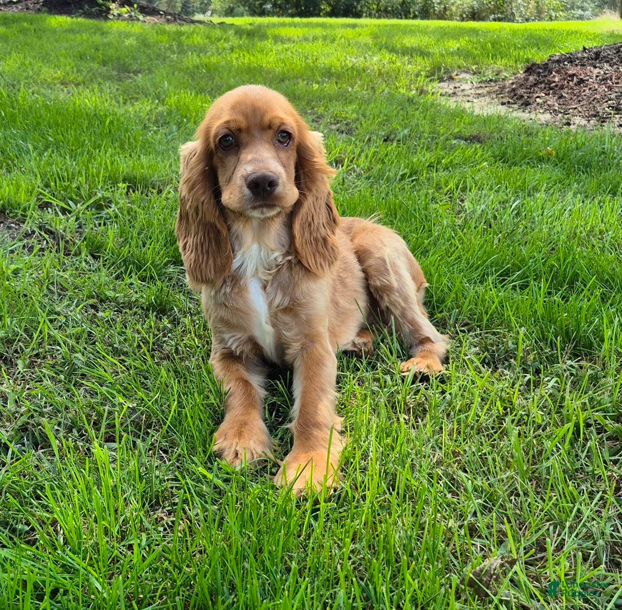 Cocker Spaniel dogs Autumn - Ad 2
