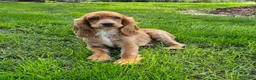 Cocker Spaniel dogs for sale: Autumn - Ad 2