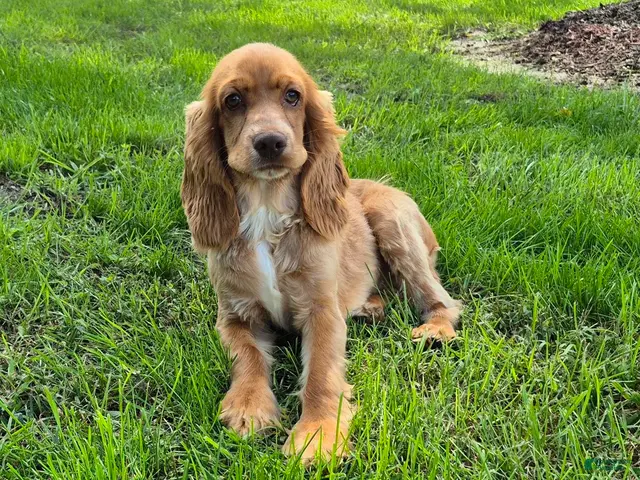 Cocker Spaniel dogs Autumn - Ad 1