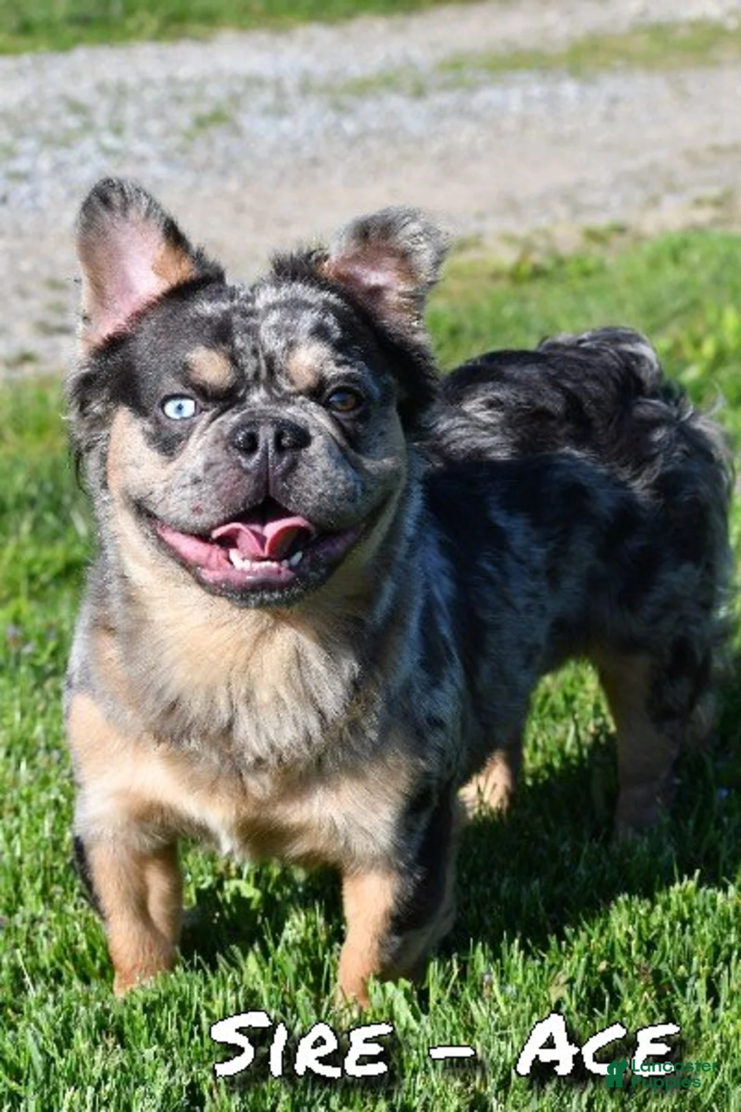 French Bulldog dogs for sale: Oakley - Ad 11