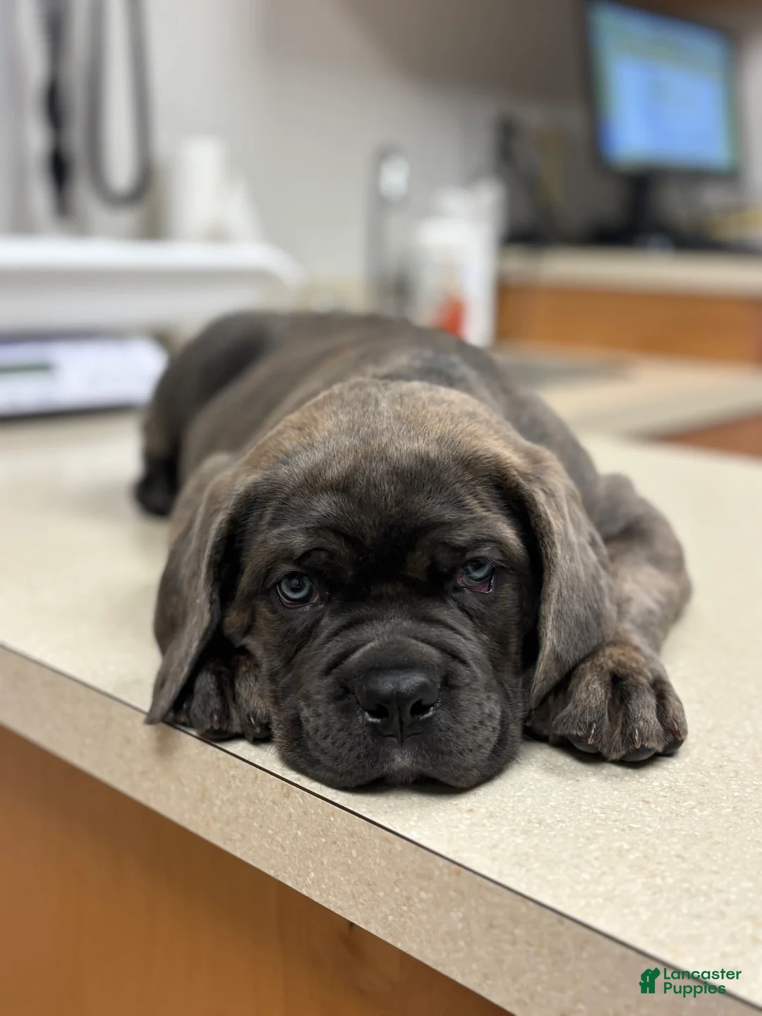 Gallery Image {{count}}