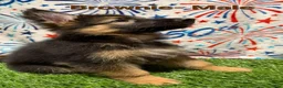 German Shepherd dogs for sale: Brownie - Ad 3