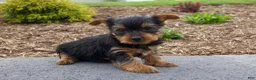 Yorkshire Terrier dogs for sale: Charlie - Ad 3