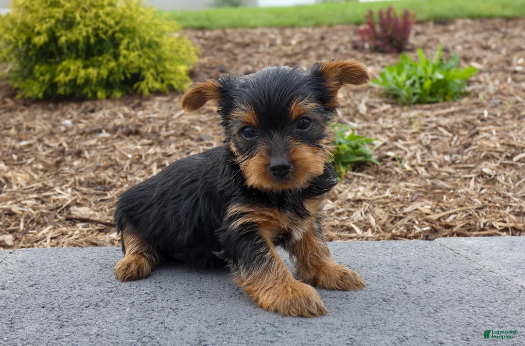 Yorkshire Terrier dogs for sale: Charlie - Ad 3