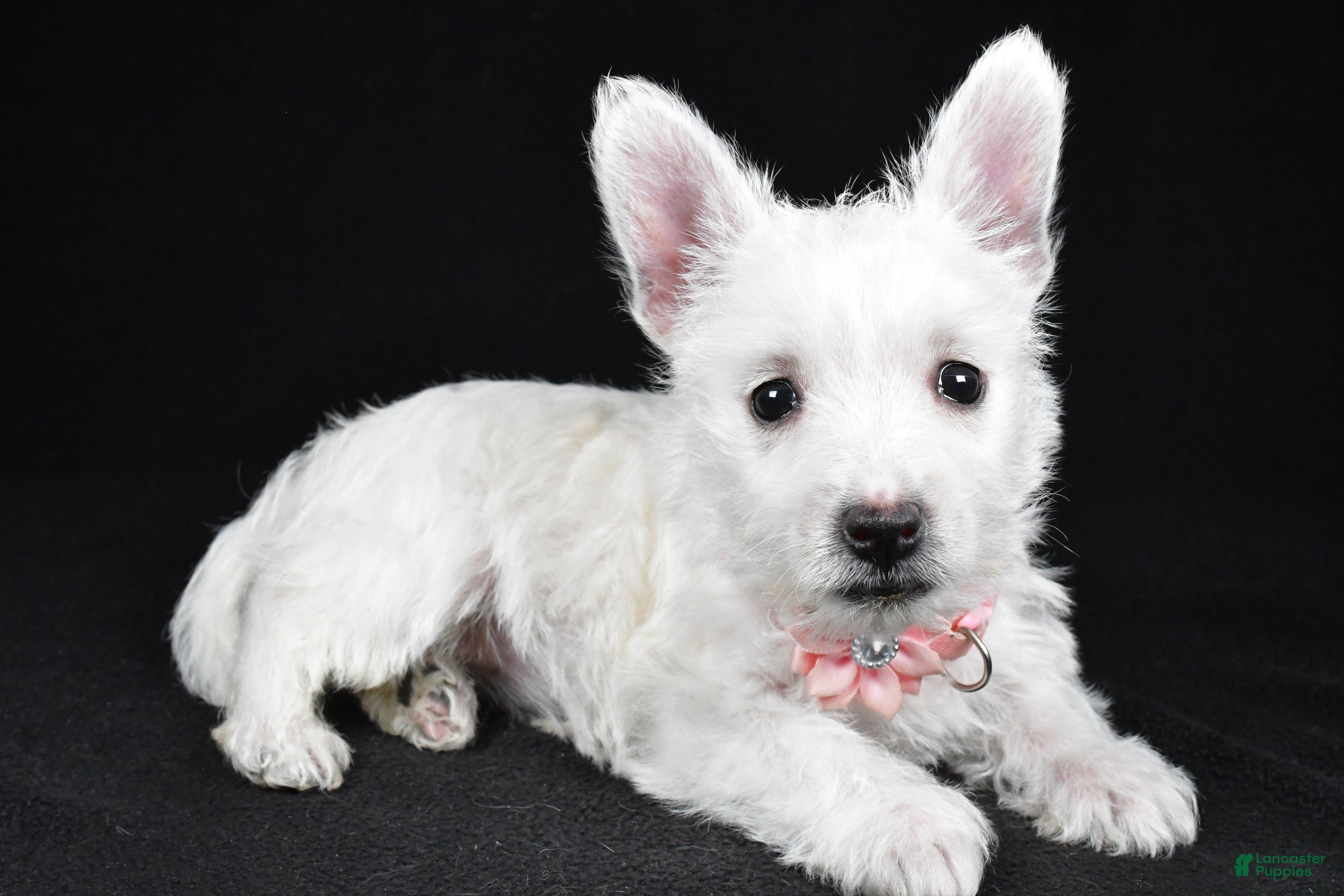 West Highland Terrier dogs Macey - Ad 1