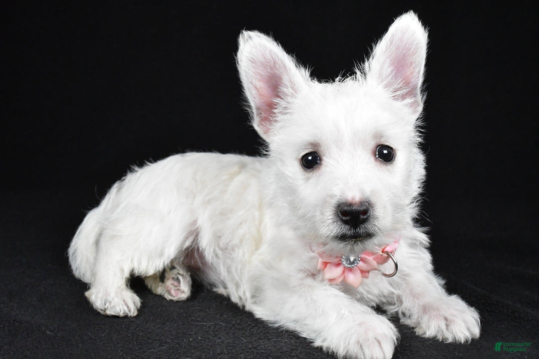 West Highland Terrier dogs for sale: Macey - Ad 1