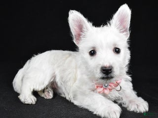 West Highland Terrier dogs Macey - Ad 1