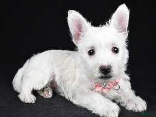 West Highland Terrier dogs Macey - Ad 2